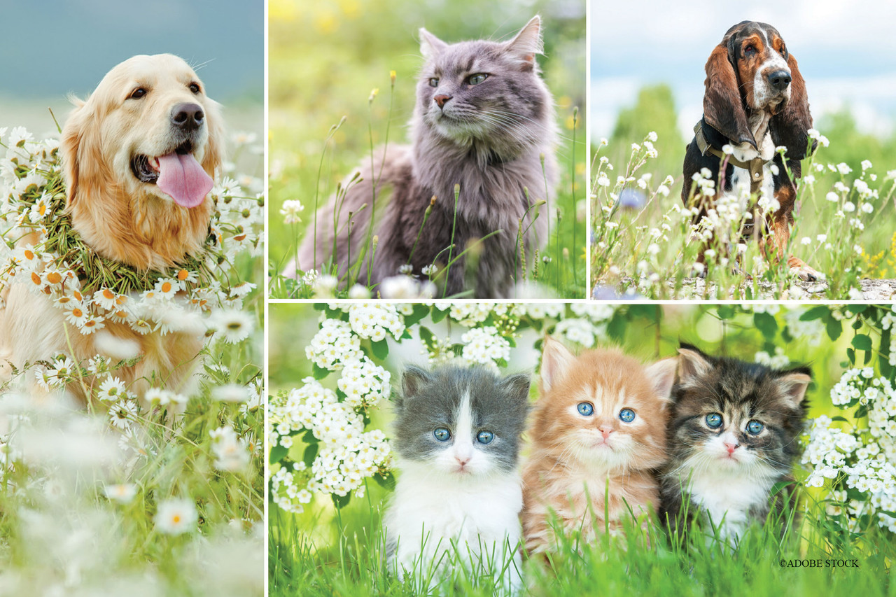 Collage of dogs, cats, and kittens outdoors in grass and blooming flowers with a springtime theme.