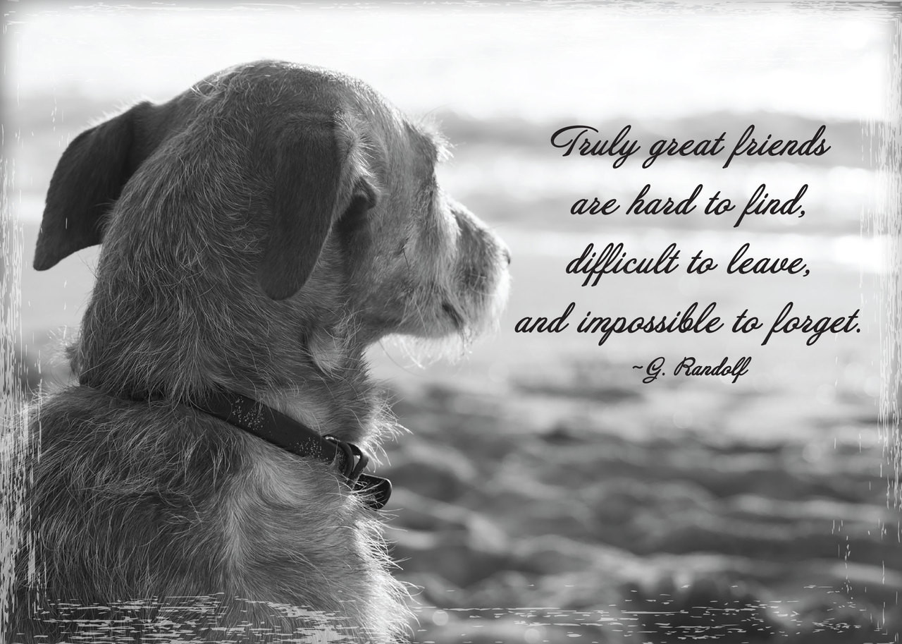 SYMDOG33 - Sympathy Card - Positive Impressions