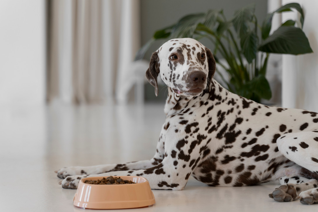 How Custom Pet Products Keep Your Clinic’s Name in the Home