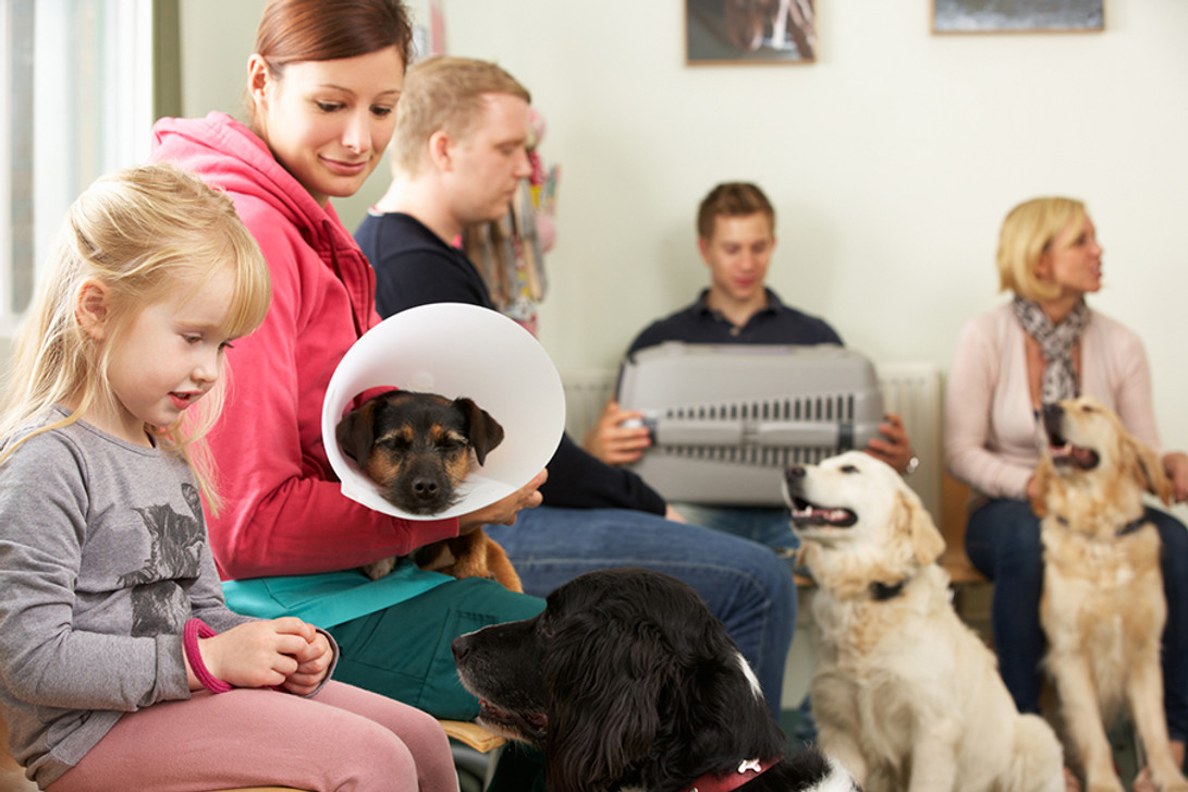 ​Discover How Veterinary Reminder Cards Can Help Grow Your Business