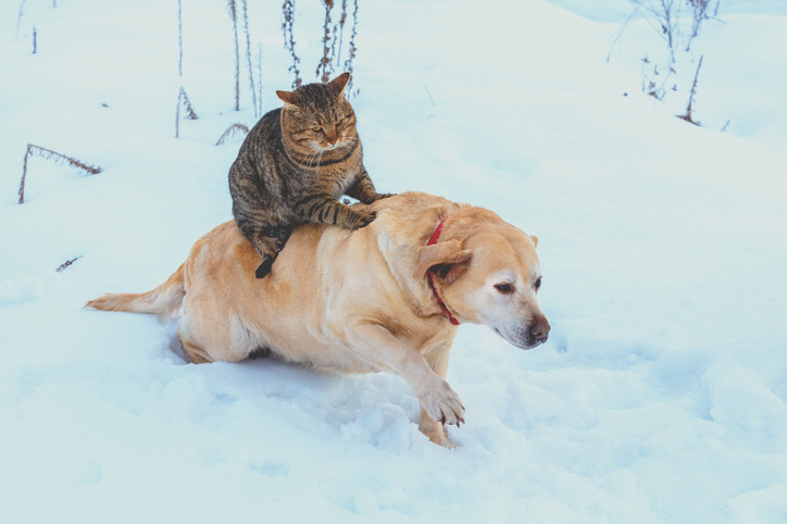 Winter Pet Safety 
