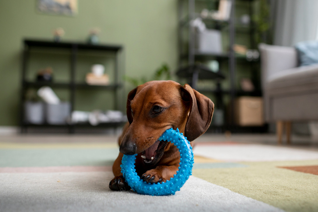 A Pawsitive Path to Healthy Activity: Veterinary Promotional Products for Dogs 