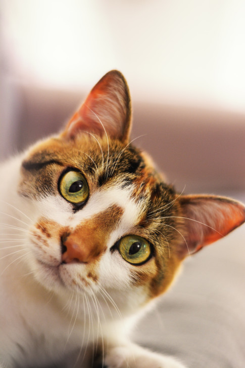 Veterinary Promotional Products That Support Feline Care  