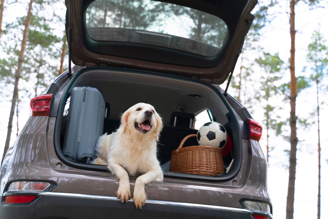 Helping Pet Owners Prepare for Travel With Their Pets