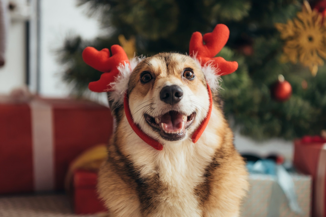 Designing the perfect pet holiday card: Tips and ideas for creating a memorable greeting