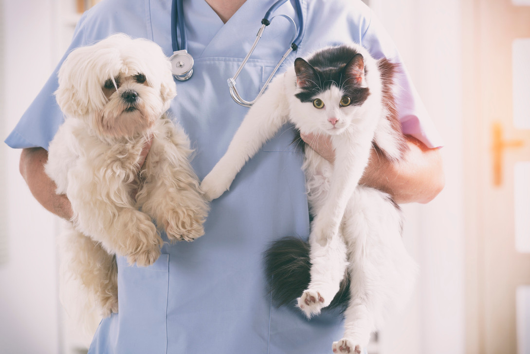 Addressing Common Veterinary Concerns