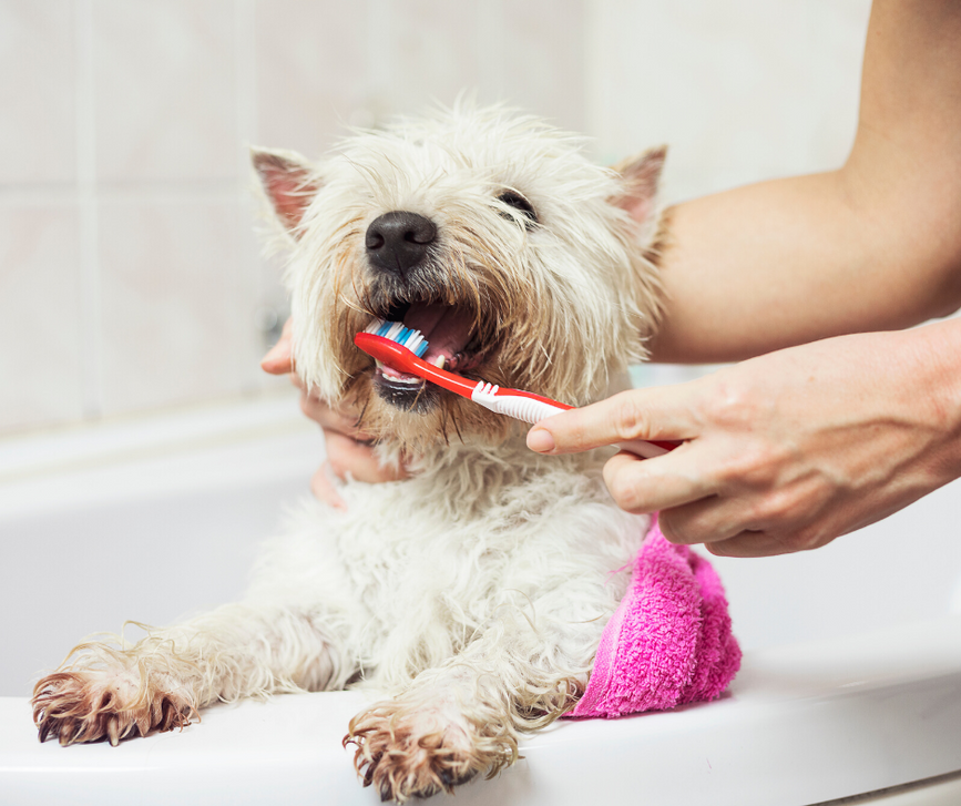 Working with Service Animals: Questions, Procedures and Education 