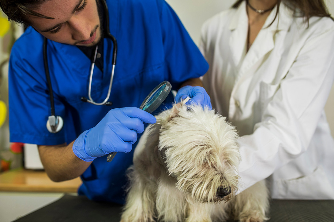 Sympathy Cards: Embodying the Supportive Quality of Veterinary Care