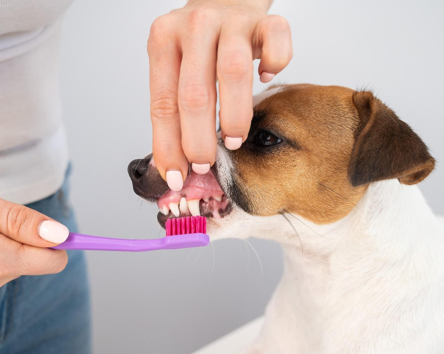 Ensuring Pawsome Smiles: The Ultimate Guide to Pet Dental Health Month and Essential Animal Medical Supplies