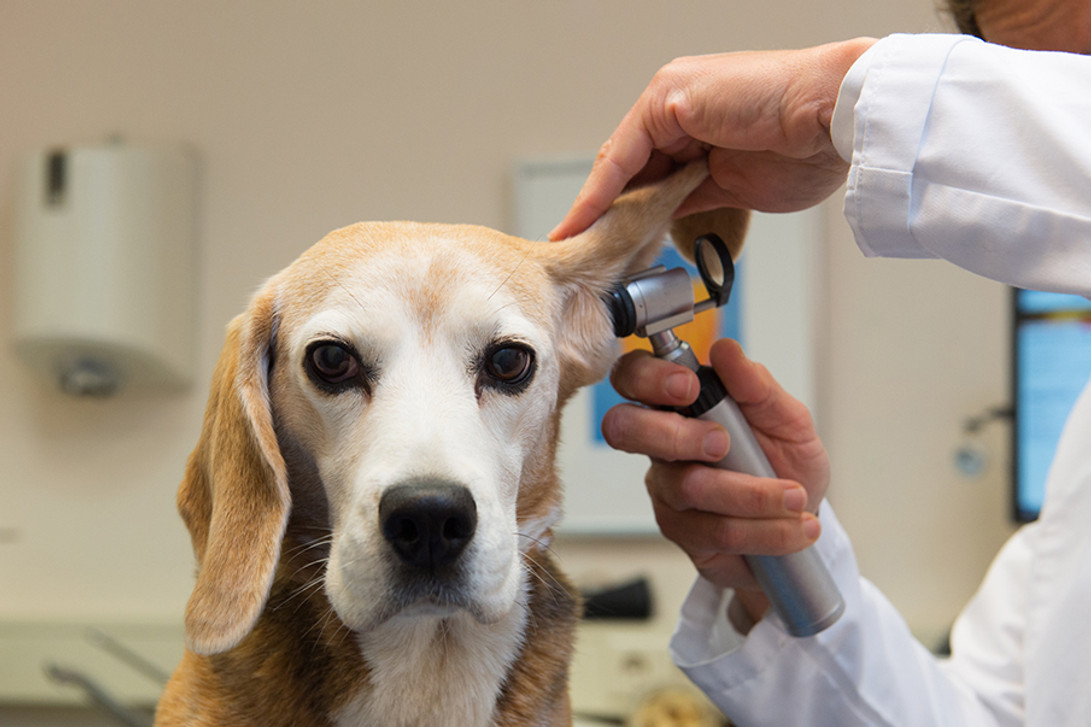 ​5 Simple Ways to Remind Clients of Upcoming Vet Appointments