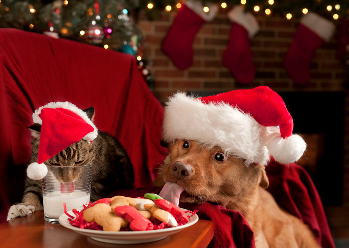 Protecting Pets from Holiday Food Poisoning 