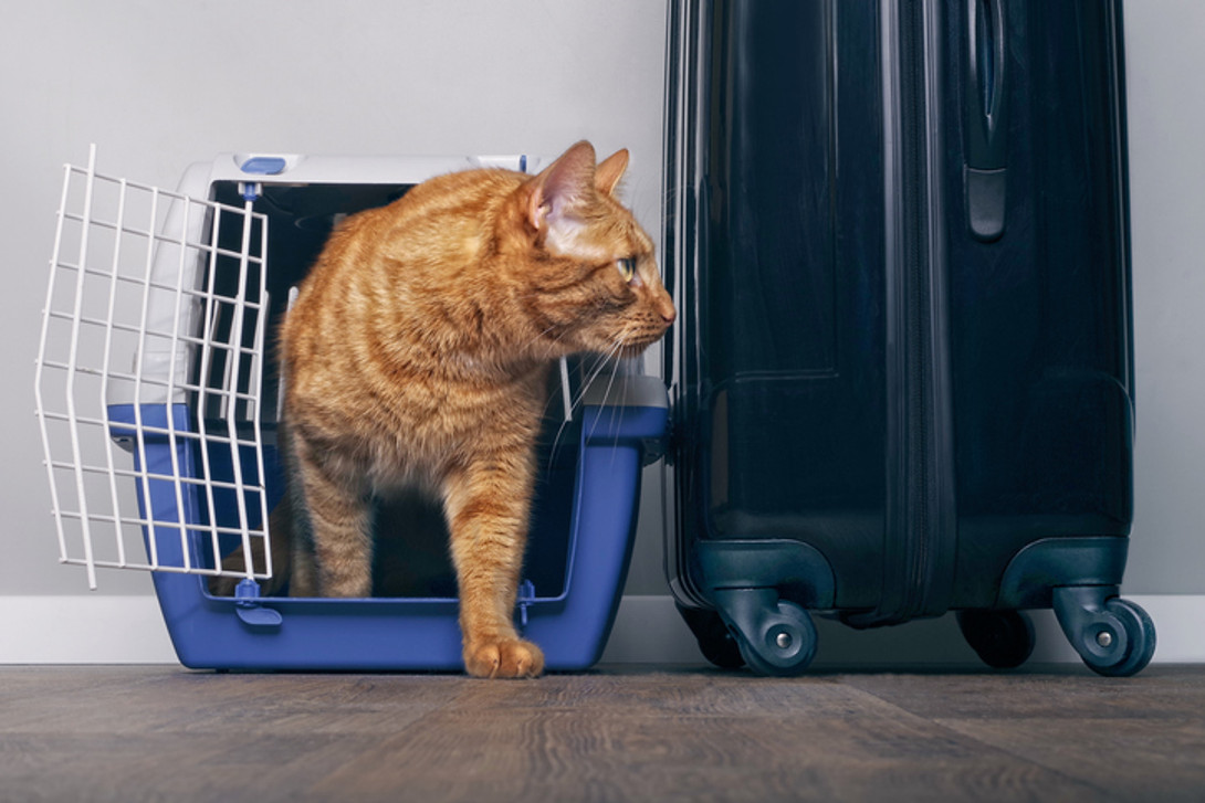 Ways You Can Help Your Clients Travel with Their Pets This Holiday Season 