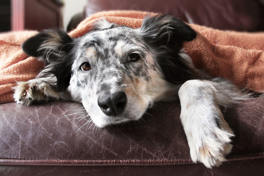 Coping with a Sick Pet