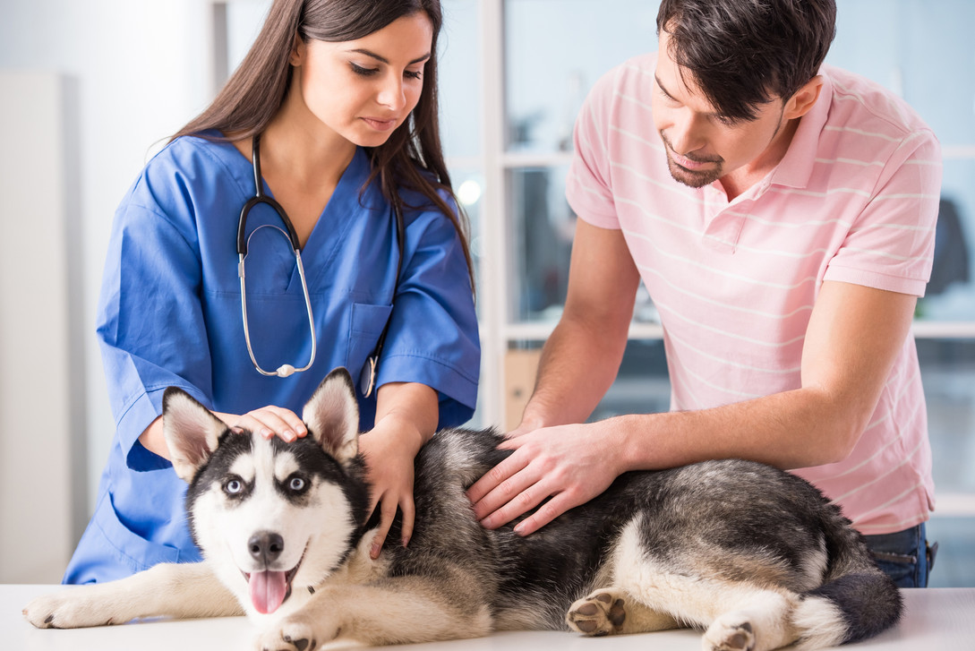 4 Simple Ways You Can Improve Animal Care In Your Veterinary Clinic Positive Impressions