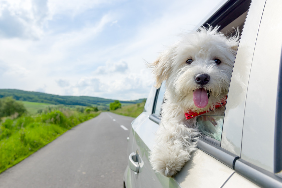 Pet Safety Hazards