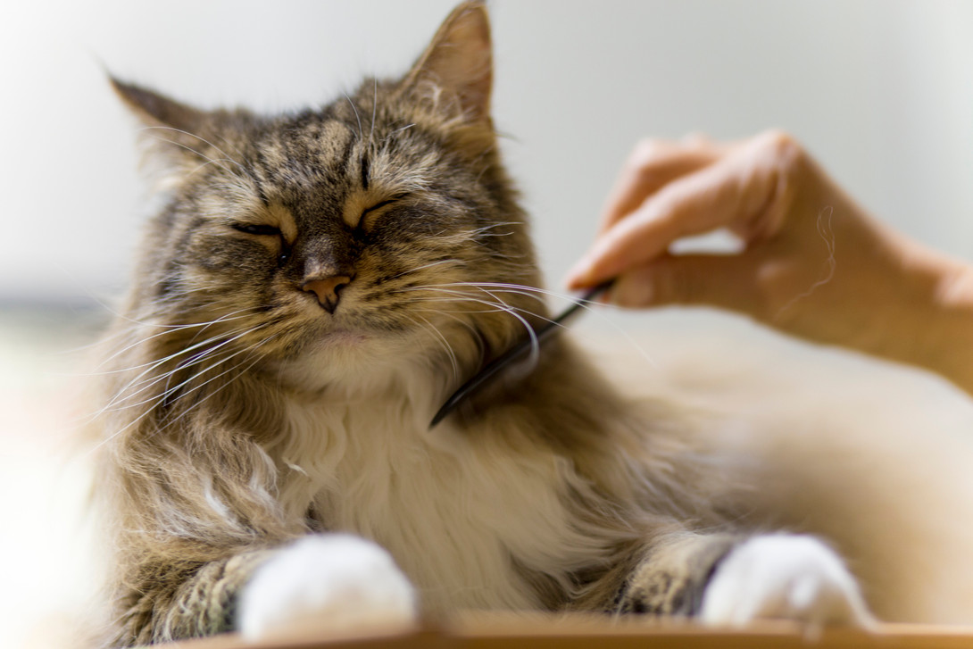 ​Combating Hairballs