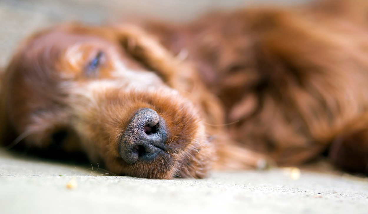 ​Why Euthanasia Shouldn’t Ruin a Good Vet-Pet Owner Relationship