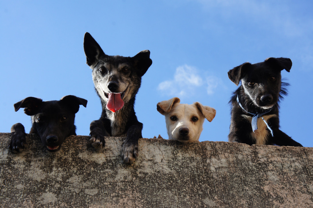 ​Preparing a Home for a New Pet: What Your Clients Need to Know to Eliminate Common Dangers