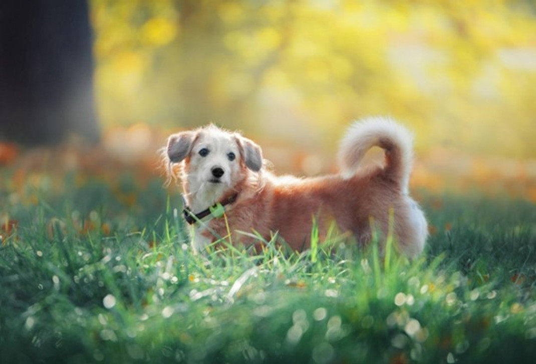 Guardian of Hearts: Navigating Heartworm Awareness Month in Your Veterinary Practice