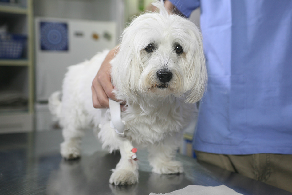 Can Your Veterinary Clinic Help with the Grief of Pet Loss?