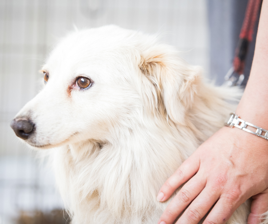 Should You Make the Jump to Emergency or Urgent Vet Care?