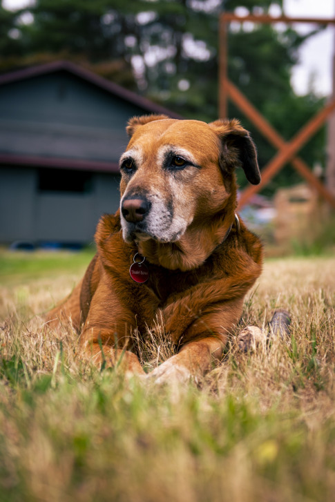 Senior Pet Care Tips to Keep Aging Dogs and Cats Comfortable 