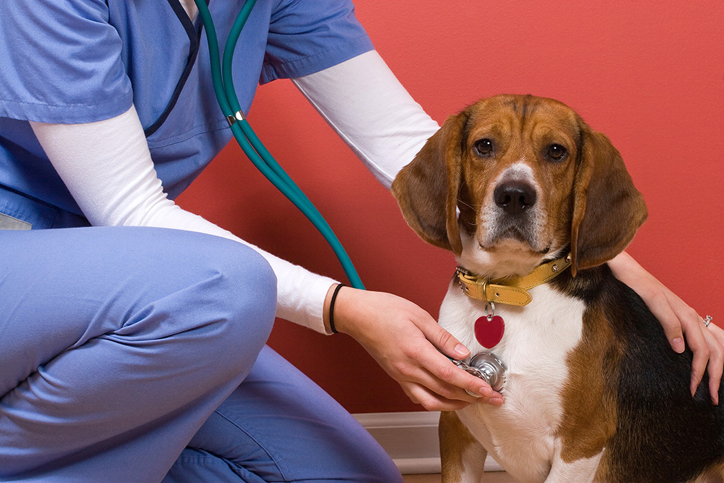 Unspoken Rules in Writing Veterinary Sympathy Cards