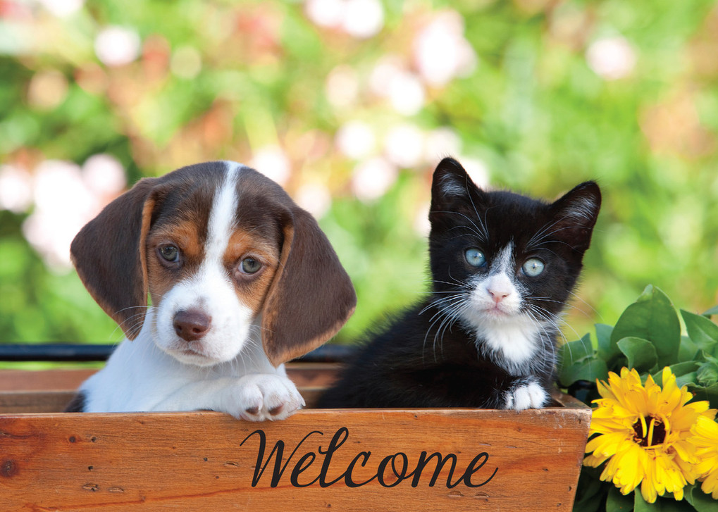 The Importance of Veterinary Welcome Cards in Client Relations