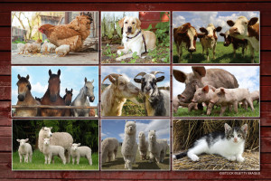 Collage of farm animals including chickens, dog, cows, horses, goats, pigs, sheep, alpacas, and a kitten on a rustic barn wood background.