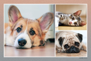 Collage featuring a Corgi, kitten, and Pug resting in close-up portrait photographs.