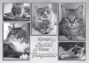 Black-and-white collage of multiple framed cat portraits with the phrase “Always loved, Never forgotten” in decorative lettering, honoring a beloved pet