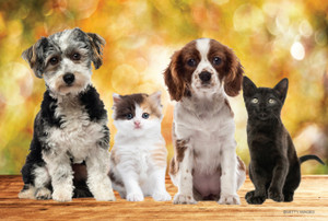 Two puppies and two kittens posed together against a warm golden autumn background.

