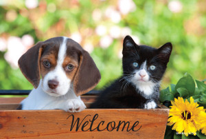 Beagle puppy and black-and-white kitten peeking over a wooden welcome planter with a yellow flower.