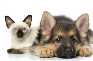 German Shepherd puppy lying beside a Siamese kitten against a light background.