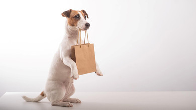 Building a Relationship: How a Puppy Package Enhances the Bond with Your Vet