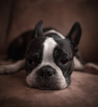 Are You Ready for the Return of Pet Boarding?