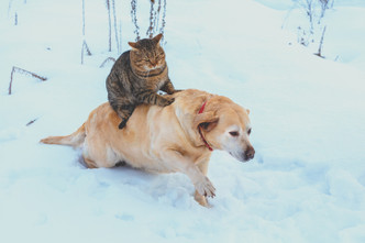 Winter Pet Safety 