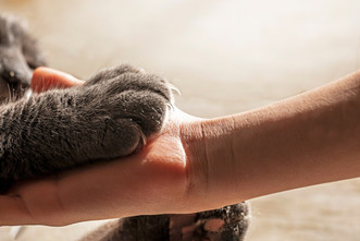 A Guide to Choosing the Right Custom Pet Memorial Products