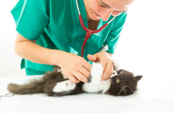 Customizing Your Vet Survival Box: Tailoring Essentials to Your Practice
