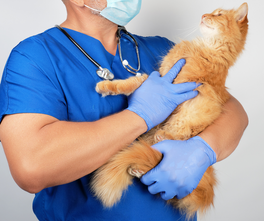 Preparing Pets and Clients for Kennel Visits 