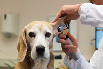 ​5 Simple Ways to Remind Clients of Upcoming Vet Appointments