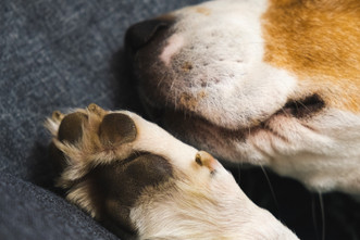 Preserving Your Pet's Legacy: The Emotional Value of Paw Print Kits