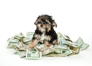 How Do Owners Spend Money on Their Pets?
