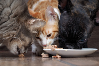 Finding the Right Diet 