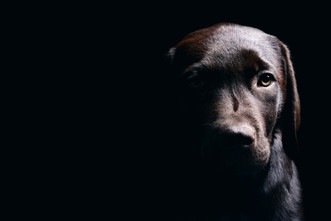 Stop Animal Abuse: Spreading Awareness in the Simplest of Ways