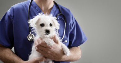 Maximizing the Power of Promotion for Veterinarian Clinics