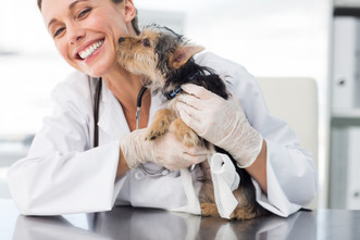 Cool Touches for Veterinarian Clinics