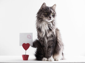 Vet Occasion Cards: Keeping Your Practice on Your Clients’ Minds