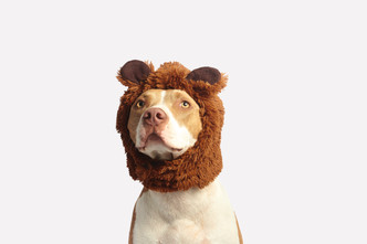 What Exactly Are Dog Years? Help Your Clients Navigate Dog Aging and Health Care