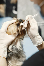 Helping Pet Owners Understand the Importance of Dental Checkups